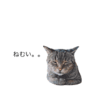 たなかの猫（個別スタンプ：11）