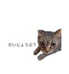 たなかの猫（個別スタンプ：12）