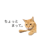たなかの猫（個別スタンプ：13）