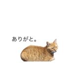 たなかの猫（個別スタンプ：14）