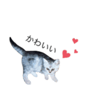 たなかの猫（個別スタンプ：15）