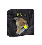 佐助のスタンプ2（個別スタンプ：5）