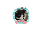 舞ちゃんスタンプ3（個別スタンプ：12）