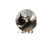舞ちゃんスタンプ3（個別スタンプ：21）