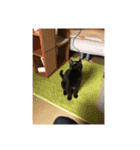 ジジシリーズ（個別スタンプ：2）