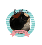 ジジシリーズ（個別スタンプ：3）