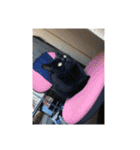 ジジシリーズ（個別スタンプ：11）