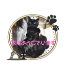 黒猫のレオくん♡（個別スタンプ：1）