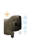 キャスたんぷ（個別スタンプ：6）