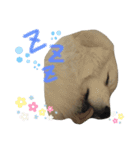 キャスたんぷ（個別スタンプ：8）