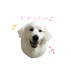 キャスたんぷ（個別スタンプ：22）