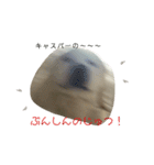 キャスたんぷ（個別スタンプ：30）