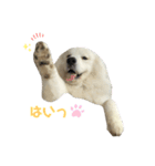 キャスたんぷ（個別スタンプ：37）