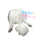 キャスたんぷ（個別スタンプ：40）
