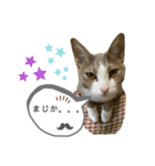 てとりーぬスタンプ（個別スタンプ：2）