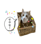 てとりーぬスタンプ（個別スタンプ：3）