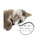てとりーぬスタンプ（個別スタンプ：4）