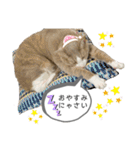 てとりーぬスタンプ（個別スタンプ：6）