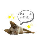 てとりーぬスタンプ（個別スタンプ：7）