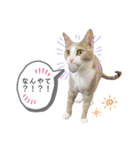 てとりーぬスタンプ（個別スタンプ：9）