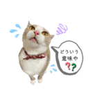 てとりーぬスタンプ（個別スタンプ：10）