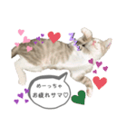 てとりーぬスタンプ（個別スタンプ：14）