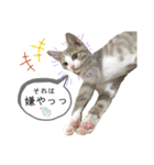 てとりーぬスタンプ（個別スタンプ：15）