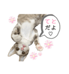 てとりーぬスタンプ（個別スタンプ：21）