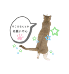 てとりーぬスタンプ（個別スタンプ：23）