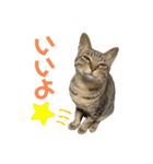 てんちゃお★（個別スタンプ：5）