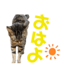 てんちゃお★（個別スタンプ：7）