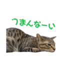 てんちゃお★（個別スタンプ：10）