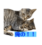 てんちゃお★（個別スタンプ：15）