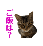てんちゃお★（個別スタンプ：16）