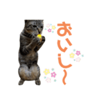 てんちゃお★（個別スタンプ：17）