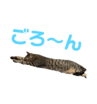 てんちゃお★（個別スタンプ：22）
