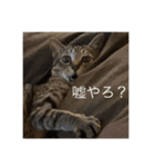 てんちゃお★（個別スタンプ：24）