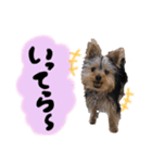 あざといヨークシャテリア（個別スタンプ：30）