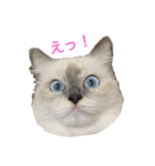 ラグドールとうちにゃんこ（個別スタンプ：2）