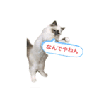 ラグドールとうちにゃんこ（個別スタンプ：5）