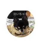 チワワーン（個別スタンプ：5）