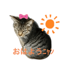 三崎口猫の駅員（個別スタンプ：1）