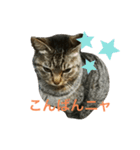 三崎口猫の駅員（個別スタンプ：2）