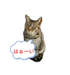 三崎口猫の駅員（個別スタンプ：5）