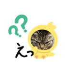 三崎口猫の駅員（個別スタンプ：6）