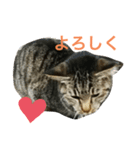 三崎口猫の駅員（個別スタンプ：7）