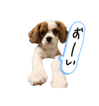 マンチェのスタンプ（個別スタンプ：5）