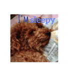 犬的生活（個別スタンプ：1）