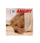 犬的生活（個別スタンプ：2）