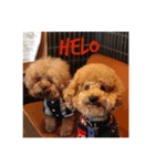 犬的生活（個別スタンプ：5）